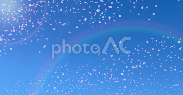青空に舞う春の桜の花びら 桜,花見,虹の写真素材