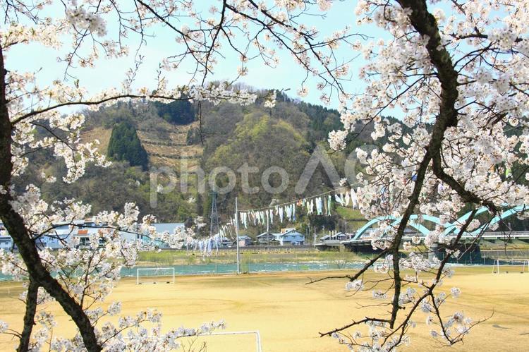 鯉のぼりと桜 弁天桜,ソメイヨシノ,サクラの写真素材