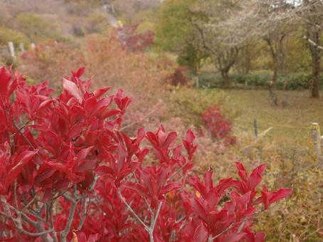 晩秋の野山　ドウダンツツジ 紅葉,晩秋,野山の写真素材