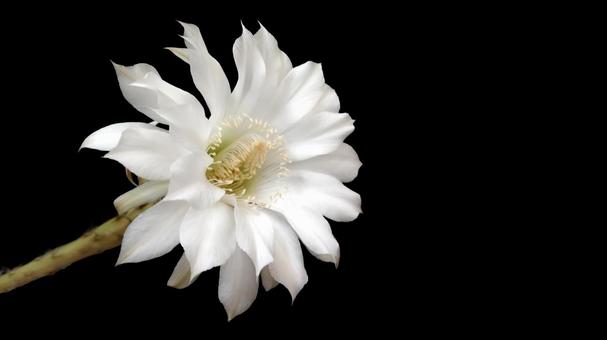 サボテンの花 サボテンの花 サボテン,仙人掌,花の写真素材