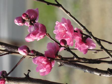花桃 花桃の写真