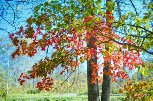 紅葉 紅葉の写真