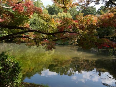池に写る紅葉 秋,紅葉,池に写るの写真素材