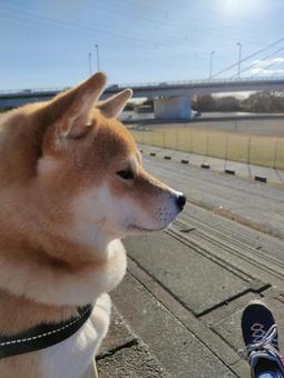 何かを見つめる柴犬の横顔! 何かを見つめる柴犬の横顔! 犬,シバ,柴犬の写真素材