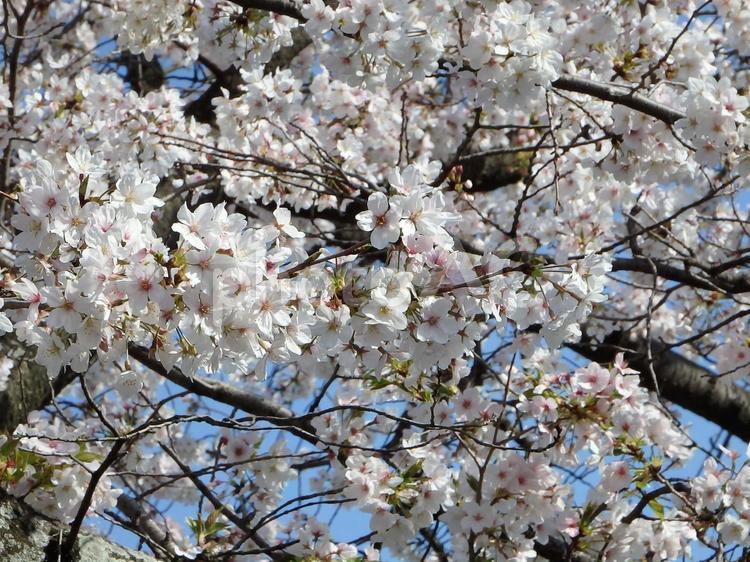 咲き乱れる桜2 桜,花,植物の写真素材