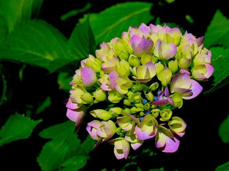 日本の花 日本の花の写真