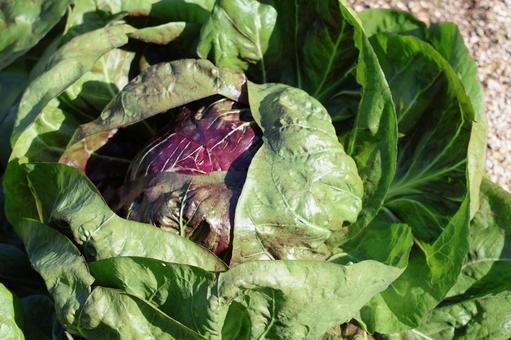 緑と赤紫の葉トレビスの栽培された畑 緑,赤紫,葉の写真素材