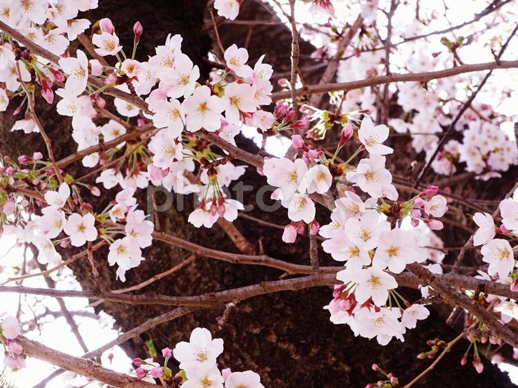 桜と木３ 桜,櫻,さくらの写真素材