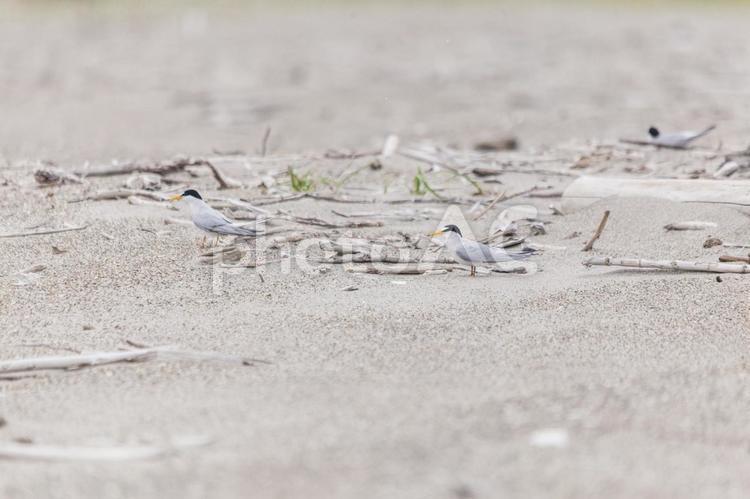 コアジサシ12（田原市） コアジサシ,鳥,野鳥の写真素材