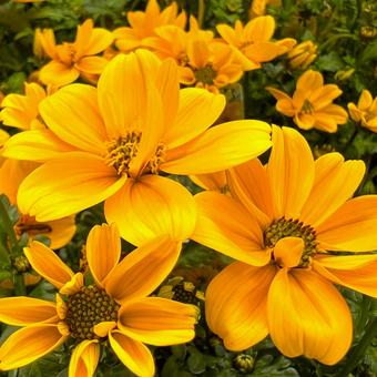 秋の花 ビデンス,キク,ウインターコスモスの写真素材