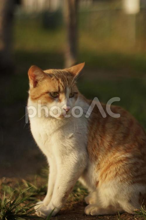夕暮れの地域猫さん 地域猫,白猫,くつろぐの写真素材