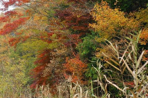 秋の鮮やかな紅葉の景色 散歩道 秋の鮮やかな紅葉の景色 散歩道 紅葉,赤,黄色の写真素材
