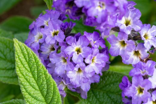 Heliotrope (purple), JPG