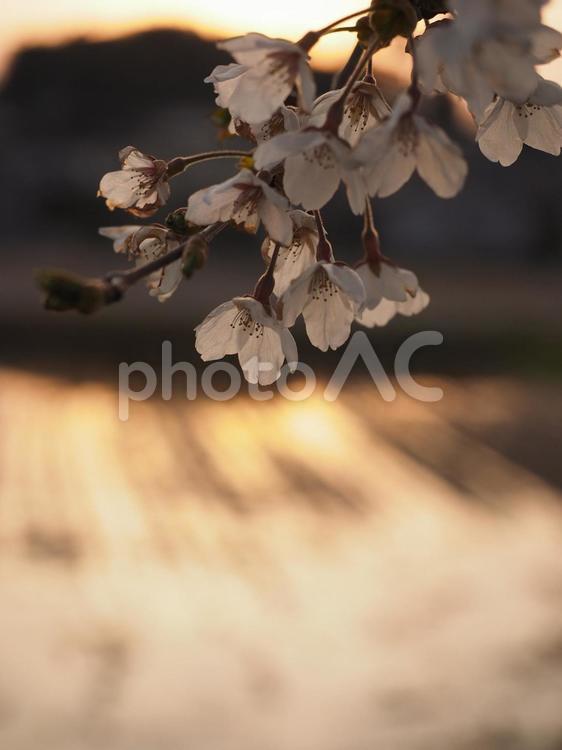 夕日の桜 桜,桜の花,つぼみの写真素材