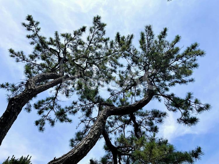 松の木と青空 日本庭園,松,和の写真素材