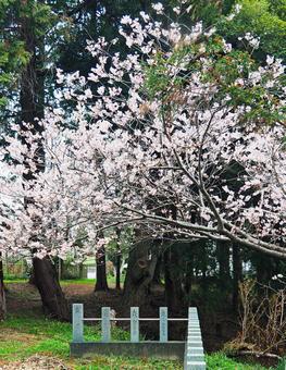 春の境内に咲く桜の花 桜,ピンク,人物なしの写真素材