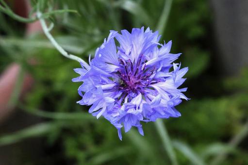 ヤグルマギクの写真