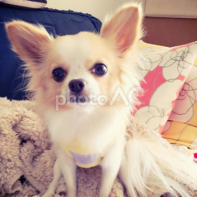 お座りチワワのにこちゃん10 犬,チワワ,小型犬の写真素材