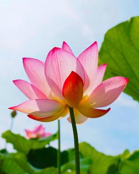 青空の下で開花するピンクの蓮 青空の下で開花するピンクの蓮の写真