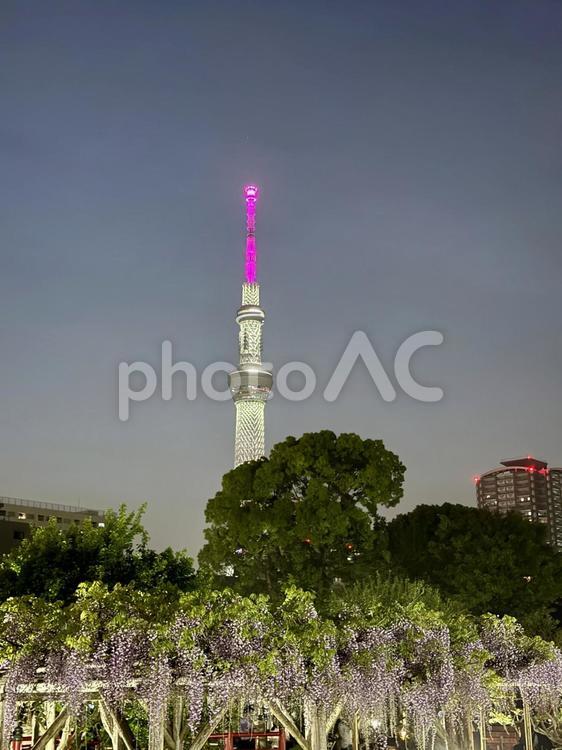 夜の亀戸天神社　藤棚 夜,ライトアップ,夜空の写真素材