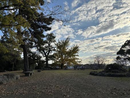 銀杏の公園の写真