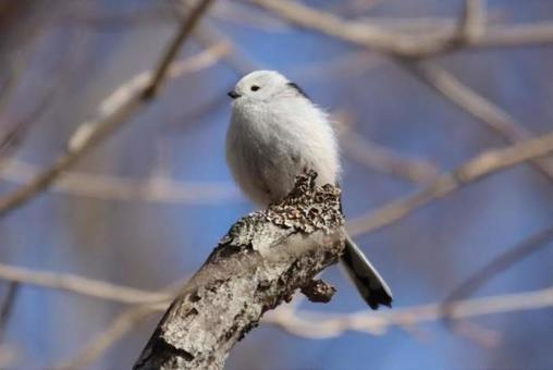 雪の妖精シマエナガの写真