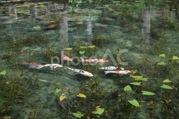 【岐阜】モネの池の風景 モネの池,名もなき池,池の写真素材