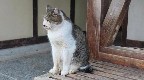ベンチにお座りして休憩中のもふもふな猫 猫,キジシロ,お座りの写真素材