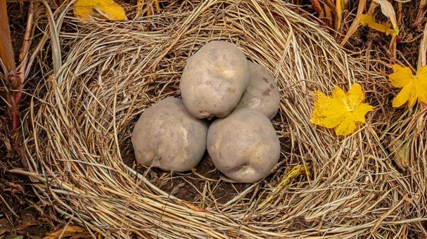 じゃがいも-18 野菜,ジャガイモ,食物の写真素材