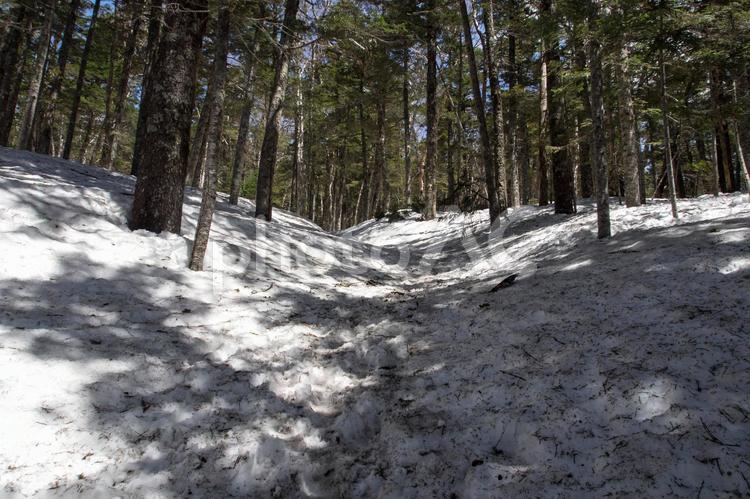 雪残る樹林帯 蝶ヶ岳,樹林帯,森林の写真素材