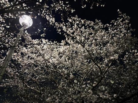 夜桜 夜桜の写真