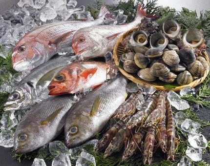 鮮魚集合 鮮魚集合の写真