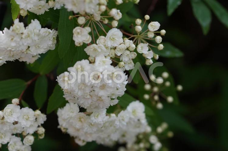 ヤエコデマリ（八重小手鞠） ヤエコデマリ,八重小手鞠,春の花の写真素材