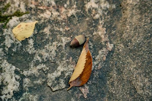 どんぐりと落ち葉の写真