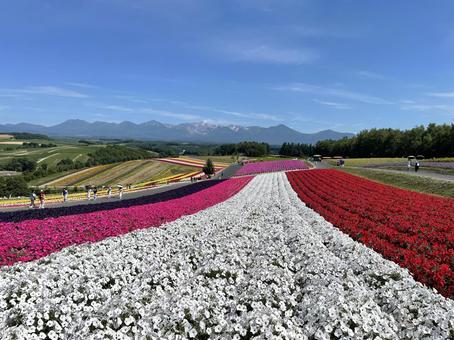ペチュニアが咲き誇る７月の四季彩の丘 北海道,美瑛,四季彩の丘の写真素材