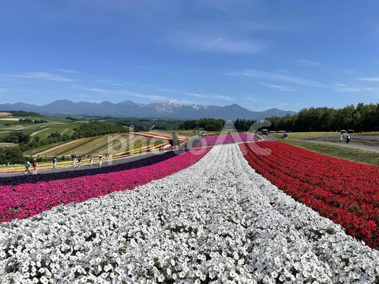 ペチュニアが咲き誇る７月の四季彩の丘 北海道,美瑛,四季彩の丘の写真素材