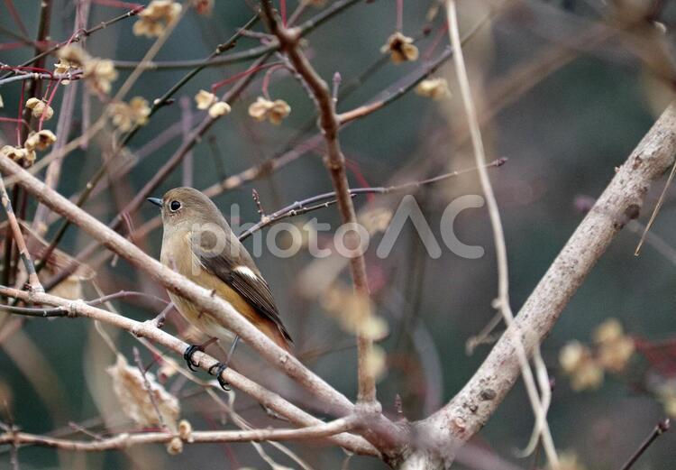 木の枝にとまる野生のジョウビタキのメス ジョウビタキ,野鳥,野生動物の写真素材