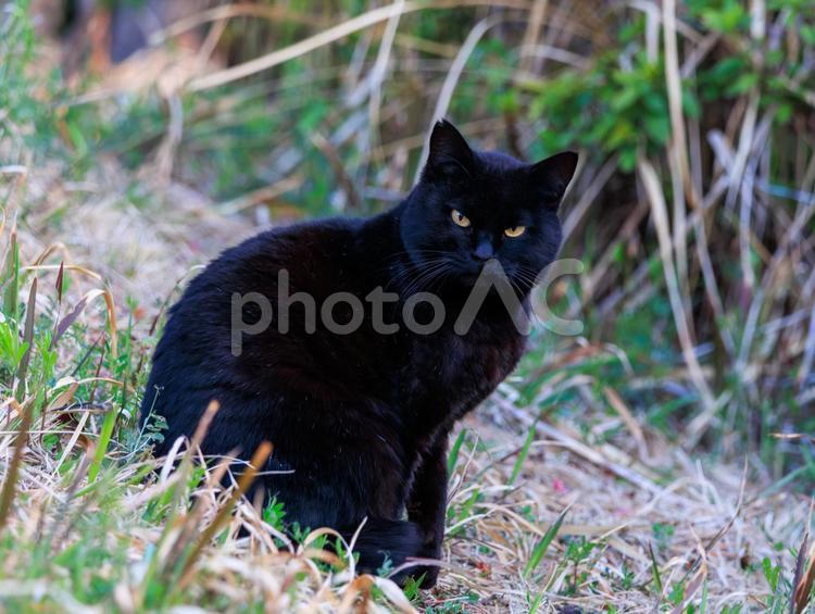 森で出会った逞しい黒猫です。 猫,黒猫,野良猫の写真素材