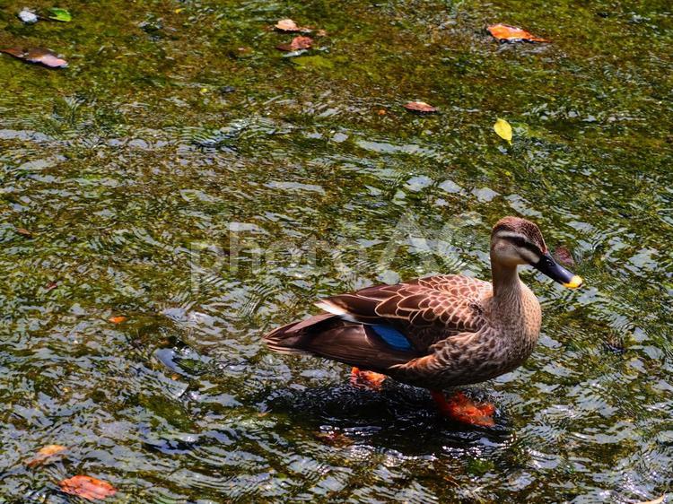 小石川後楽園の池の浅瀬を歩くカルガモ 鳥,野鳥,カルガモの写真素材
