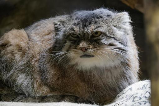 マヌルネコ マヌルネコの写真
