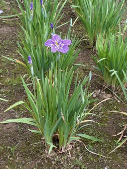 堀切菖蒲園 曇り空の下咲き誇る花菖蒲 堀切菖蒲園 曇り空の下咲き誇る花菖蒲 癒し,壁紙,花畑の写真素材