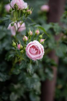 Blooming pink rose and unopened buds, JPG