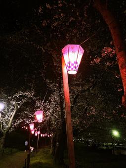 Photo, lantern, cherry trees at evening, night, 