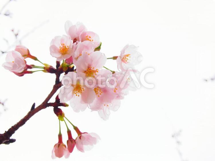 雨と桜 桜,春,花びらの写真素材