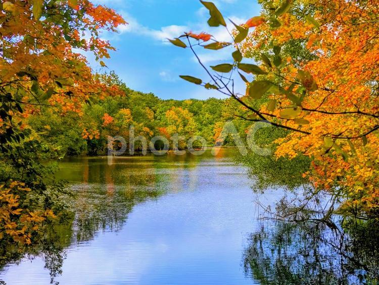 夏から秋へ〜色づき始めた葉〜2 秋,秋イメージ,紅葉の写真素材