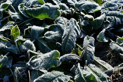 霜が降りて凍てついた草 冬,霜,氷の写真素材