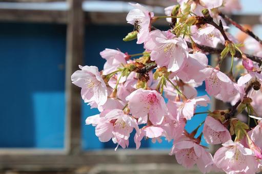 桜 桜 桜,春,河津桜の写真素材