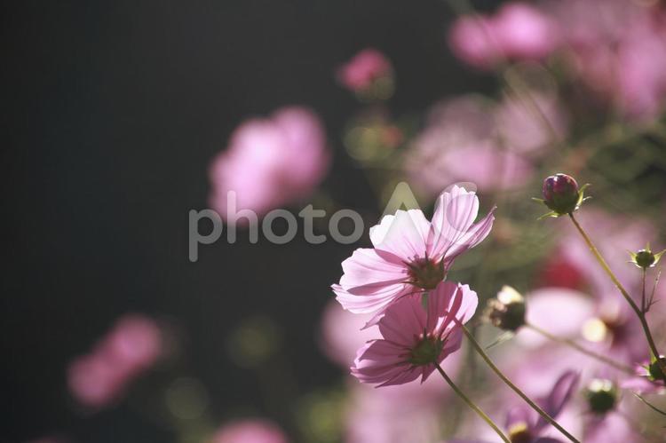 日を浴びて透けるコスモスの花びら コスモス,秋桜,透けるの写真素材