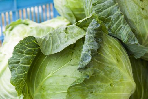 キャベツ4 キャベツ,緑,農業の写真素材