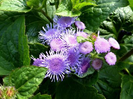 植物園の花壇に咲くアゲラタム アゲラタム,カッコウアザミ,花の写真素材